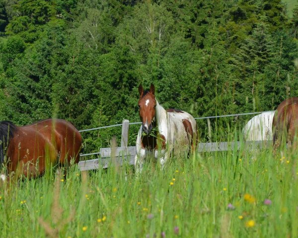 Dressurpferd Waikiki Diamond (Pinto/Hunter, 2014, von Samico F)