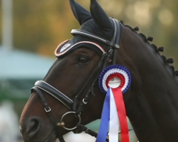 jumper Sweet Chocolate 2 (Hanoverian, 2005, from Satisfaction FRH)