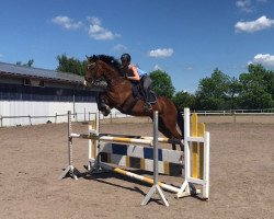 jumper Fidelia 184 (German Sport Horse, 2009, from Lichtblick TSF)