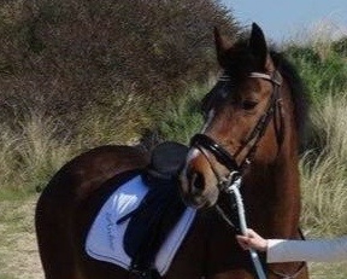 broodmare Kleef's Marinka (Nederlands Welsh Ridepony, 2001, from Vitano)