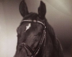 dressage horse Veronice 2 (Trakehner, 2004, from Hofrat)