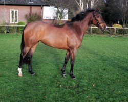 broodmare Stakkira (Oldenburg, 2008, from Stalypso)