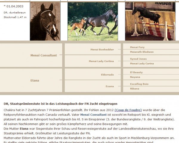 broodmare Chakira (German Riding Pony, 2003, from Menai Consultant)