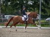 dressage horse Faballina (Hanoverian, 2009, from Fidertanz)