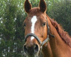 broodmare Palmnicken (Trakehner, 1998, from Maizauber)