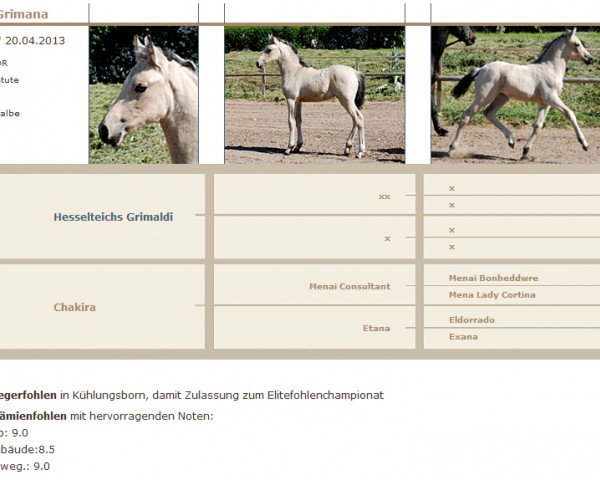 Springpferd Grimana (Deutsches Reitpony, 2013, von Hesselteichs Grimaldi)