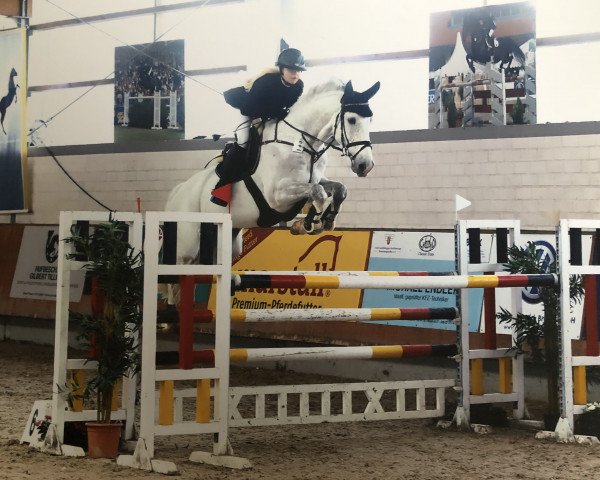 jumper Calvaro (German Sport Horse, 2010, from Cassiano)