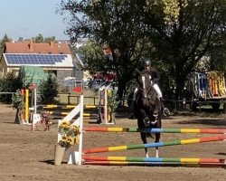 jumper Belletti 2 (KWPN (Royal Dutch Sporthorse), 2006, from VDL Empire)