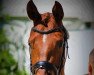 dressage horse Dainty Diva (Westphalian, 2013, from Desperados FRH)