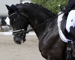 dressage horse Licota (Oldenburg, 2010, from Licotus)