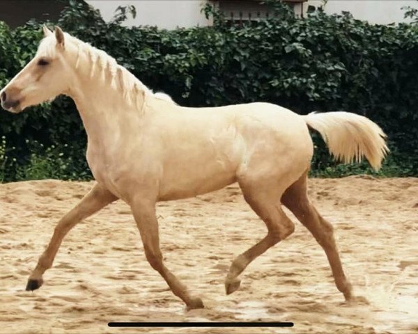 Pferd Espléndida (Lusitano,  )