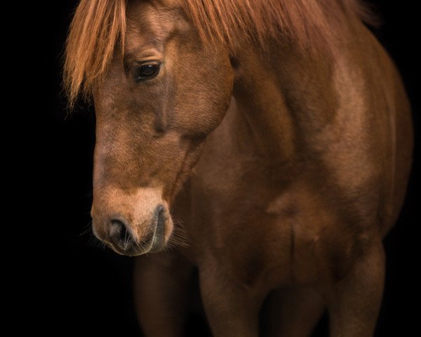 jumper Vino Nostrano (German Riding Pony, 2008, from Vincent)