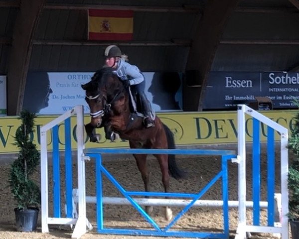 dressage horse Merlot 27 (Zweibrücken, 2010, from Monte Bellino)