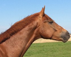 dressage horse Damiro (Westphalian, 2015, from Dankeschön)