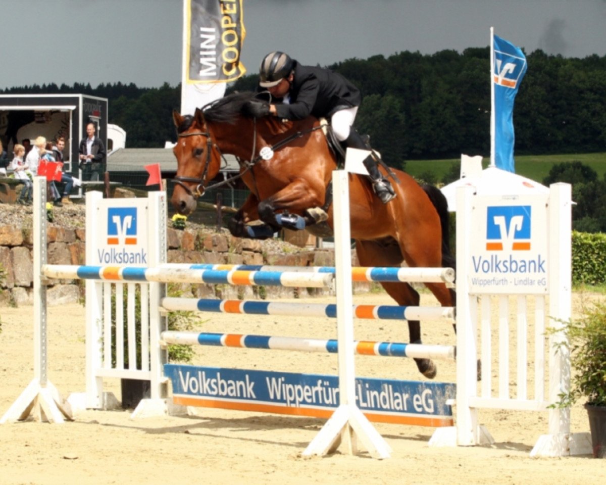 Springpferd Tortugas (Rheinländer, 2009, von Trentino GL)