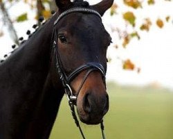 dressage horse Dürer 7 (Württemberger, 2007, from Don Filippo)