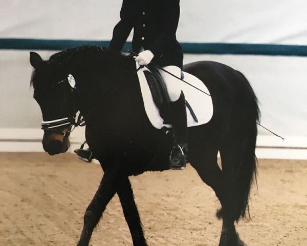 dressage horse Flikka 10 (New Forest Pony, 2008, from Sulaatik's Peter Pan)