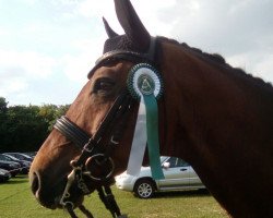 dressage horse Daddy's Delight (Hanoverian, 2004, from de Value)