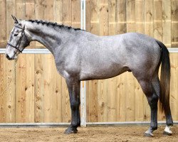 Springpferd Jarino Blue F (KWPN (Niederländisches Warmblut), 2014, von Zirocco Blue)