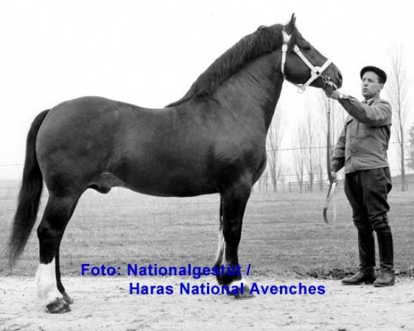 stallion Regulus (Freiberger, 1958, from Raceur)