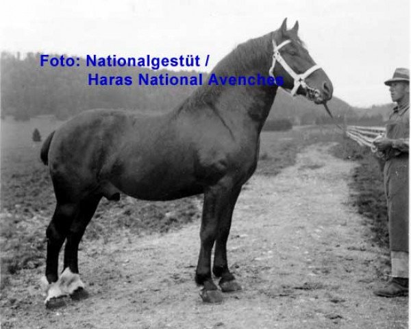 stallion Young Boy (Freiberger, 1931, from Habile)