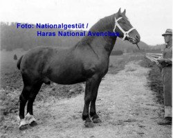 stallion Young Boy (Freiberger, 1931, from Habile)