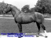 stallion Lorrain (Freiberger, 1983, from Alsacien)