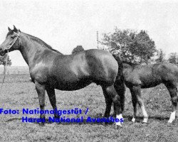 broodmare Javotte (Freiberger, 1955, from Jurassien)