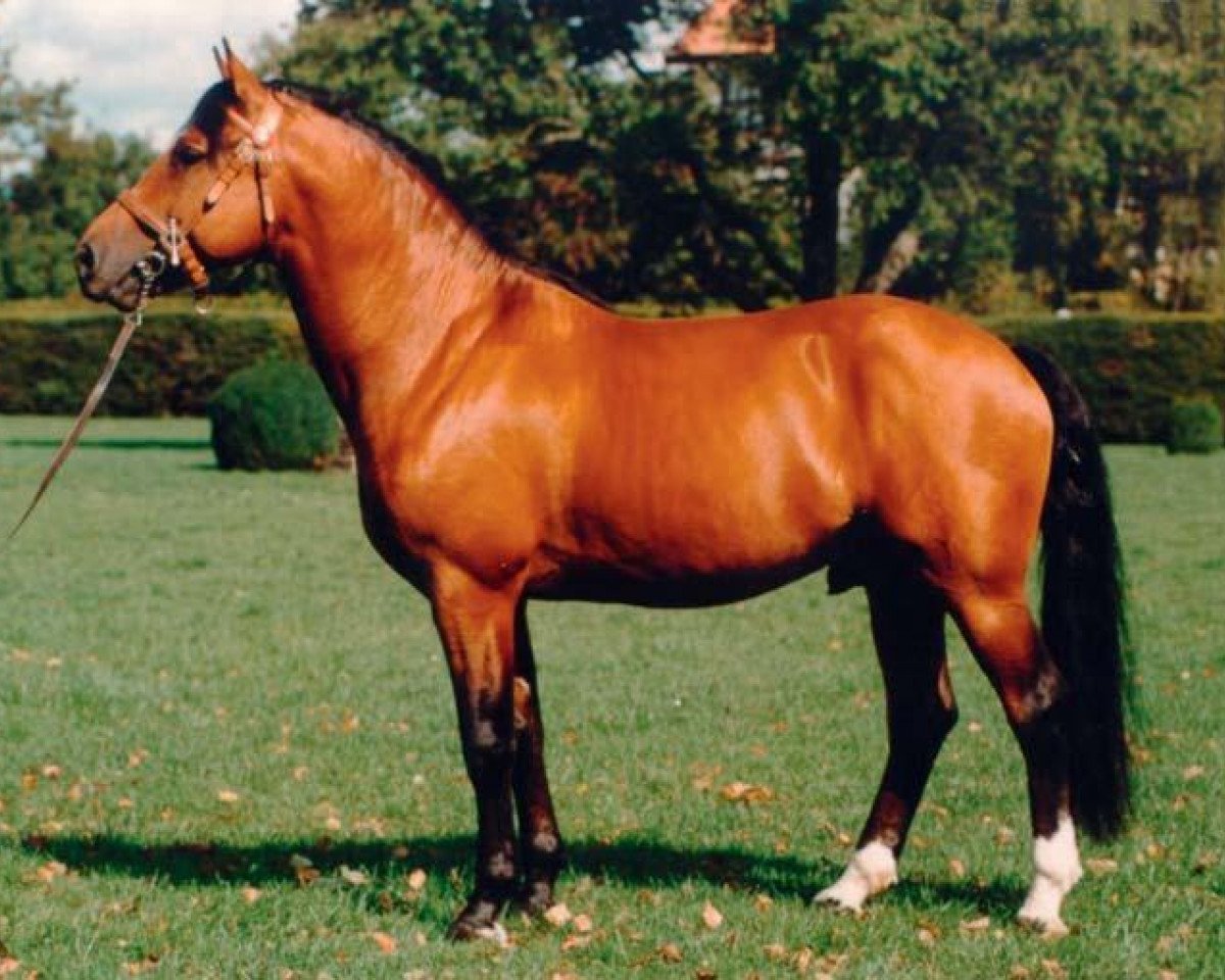 stallion Lorambo (Freiberger, 1992, from Lorrado)