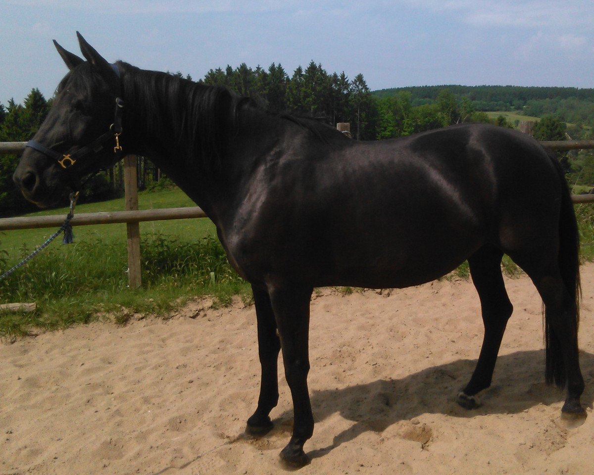 broodmare Faithful Soul (Hanoverian, 2005, from Feininger)