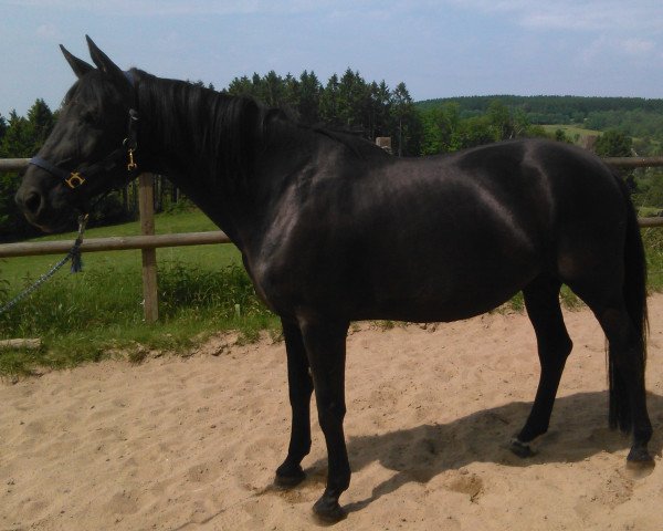 broodmare Faithful Soul (Hanoverian, 2005, from Feininger)