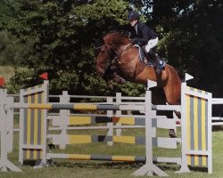 jumper Stella 985 (Hanoverian, 2010, from Stakkato Gold)