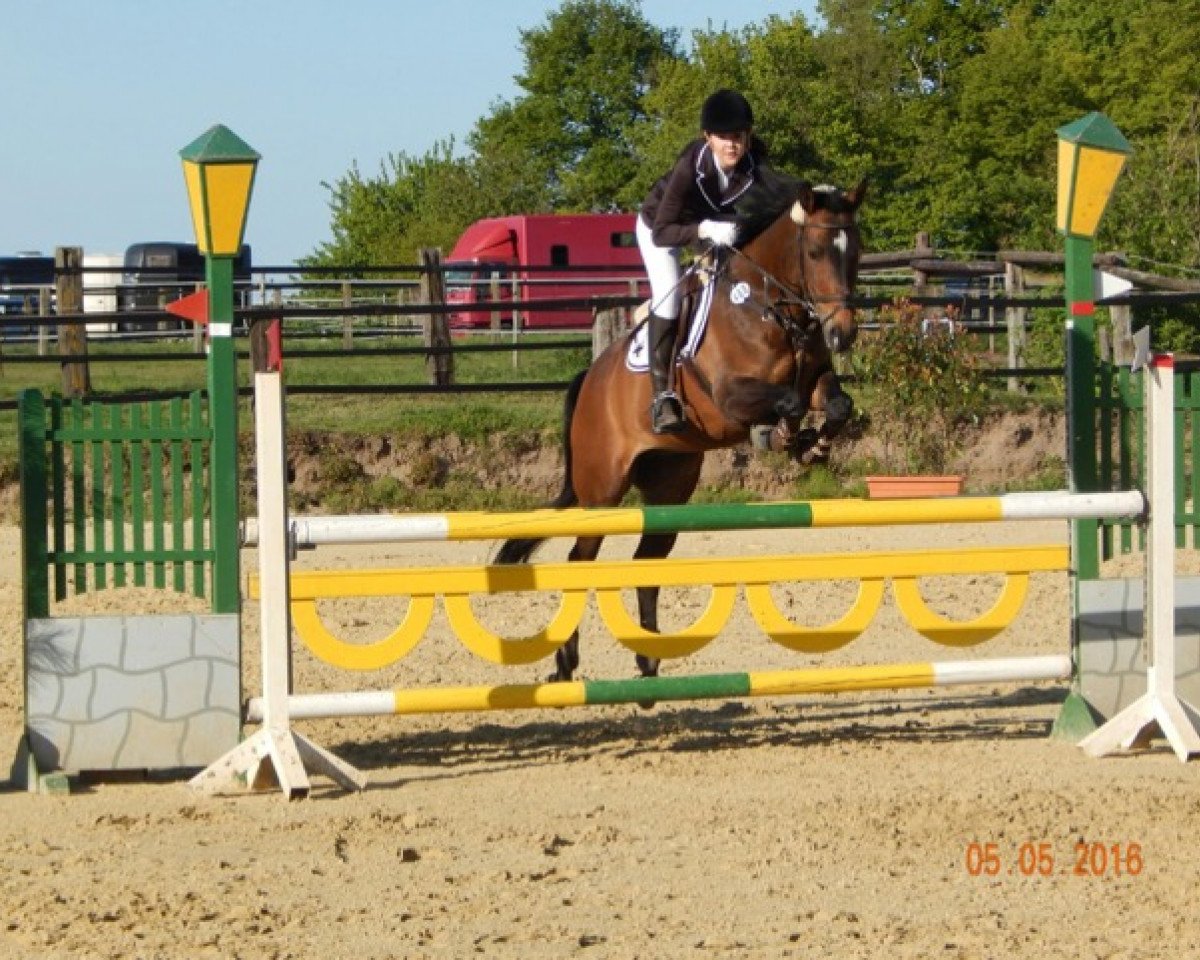 jumper Sylvester Irdan 2 (Little-Poland (malopolska), 2006, from Ramadan)