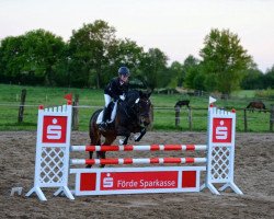 dressage horse Goya 151 (Connemara Pony, 1997, from (Kagern) Gun)