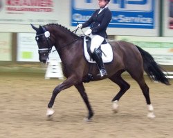 dressage horse Clarima 10 (Oldenburg show jumper, 2013, from Cafe's Champus)