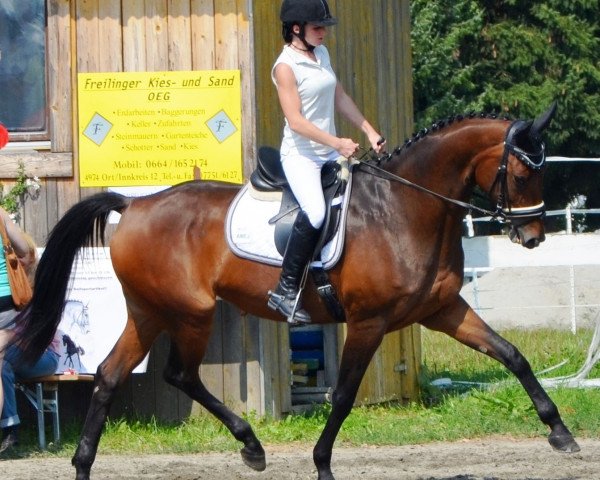 horse Flores (Austrian Warmblood, 2004, from Elfengeist)