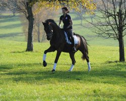 dressage horse Zapato 2 (Oldenburg, 2010, from Zack)