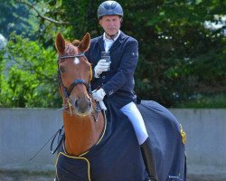 dressage horse Little Fly HP (Hanoverian, 2008, from Laurentio)