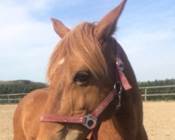 dressage horse Cascada S (German Riding Pony, 2005, from Camaro S)