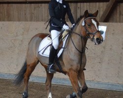 broodmare Shakira 524 (German Riding Pony, 2006, from Niveau)