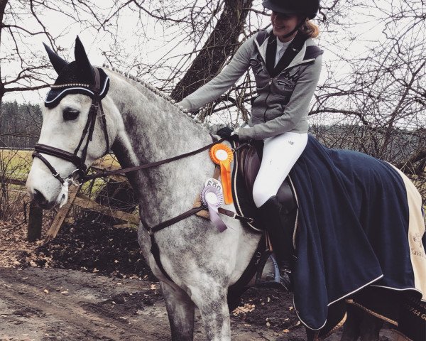 dressage horse Sylvester Stallone 5 (Hanoverian, 2013, from Stanley)