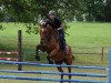 jumper Cisco Blue (Hanoverian, 2009, from Blue Hors Cavan)