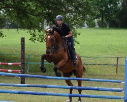 jumper Cisco Blue (Hanoverian, 2009, from Blue Hors Cavan)