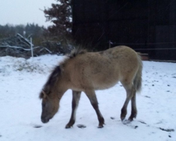 Pferd Ilvie (Fjordpferd, 2017)