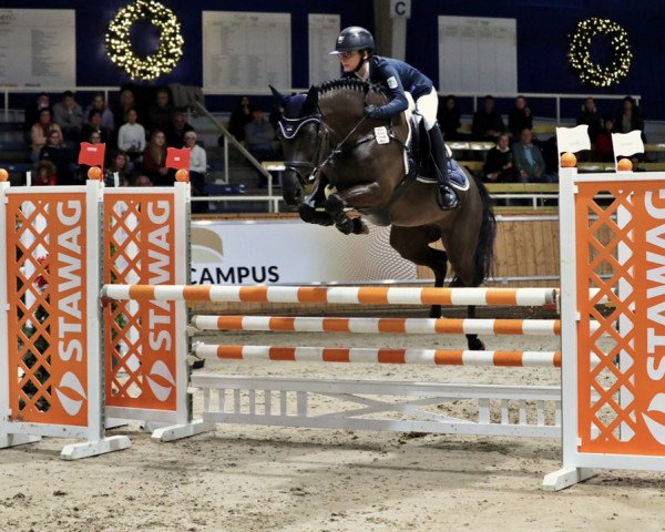 jumper Poppings Cleopatra (New Forest Pony, 2013, from Reekamp's Eclips)