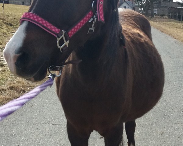 dressage horse Monike (Welsh, 2008, from Montender)