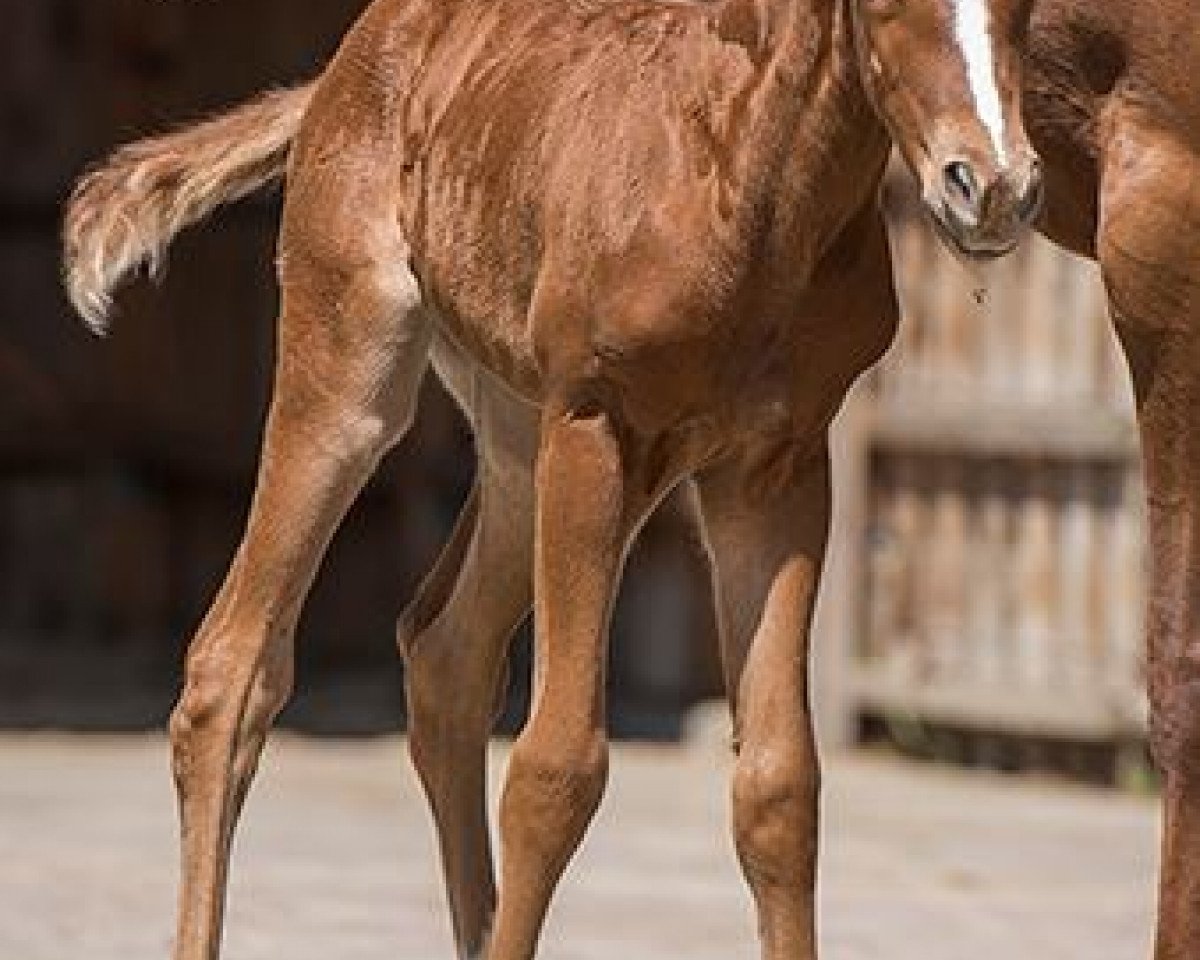 horse Pretty Whoman (Quarter Horse, 2017)