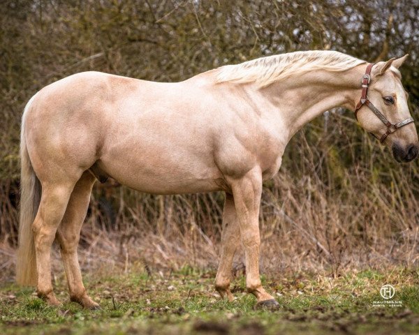 Pferd Samy (Quarter Horse, 2009)
