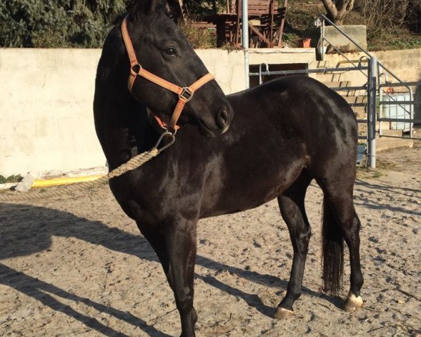 Pferd Little King Jac (Quarter Horse, 2013, von Black Cody Jac)