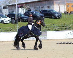 dressage horse Ramon 366 (Friese, 2005, from Tsjerk 328)